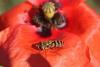 Syrphus sp.